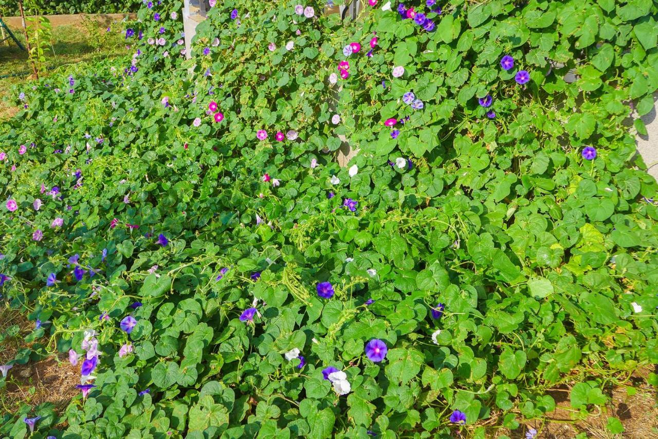 Alise Daire Bar Dış mekan fotoğraf